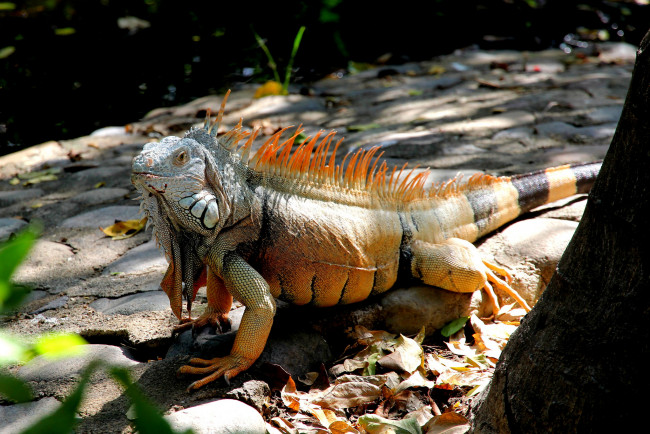 Обои картинки фото животные, Ящерицы,  игуаны,  вараны, игуана