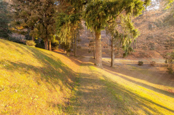 Картинка природа лес осень деревья тропинка