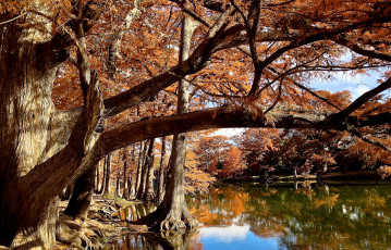 Картинка природа реки озера река лес