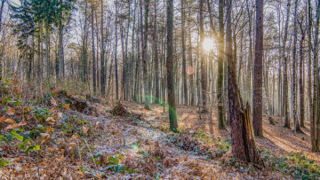 Картинка природа лес деревья