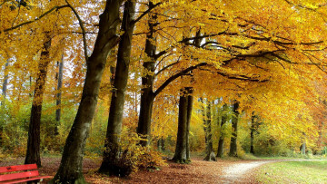 Картинка природа парк деревья дорога лес