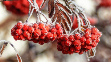 Картинка природа Ягоды +рябина иней гроздья