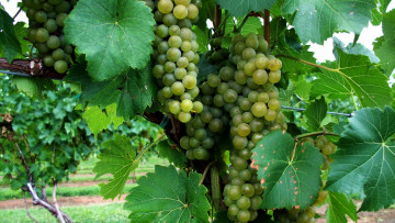 Картинка природа Ягоды +виноград гроздья