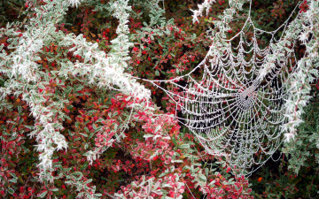 Картинка природа макро паутина