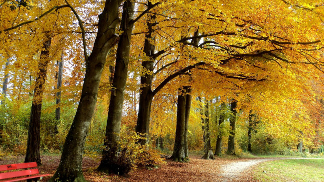 Обои картинки фото природа, парк, деревья, дорога, лес