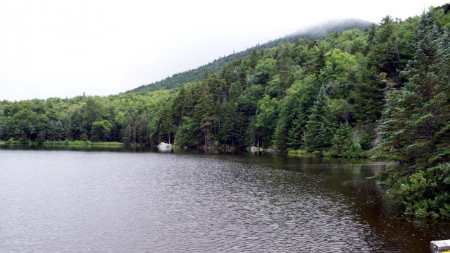 Обои картинки фото природа, реки, озера, деревья, река, лес