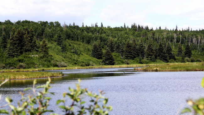 Обои картинки фото природа, реки, озера, деревья, река, лето