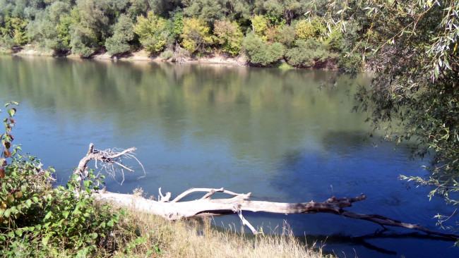 Обои картинки фото природа, реки, озера, ствол, река, деревья