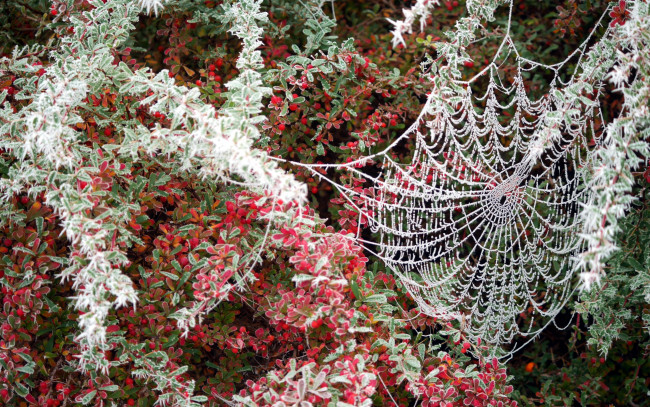 Обои картинки фото природа, макро, паутина