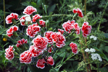 Картинка цветы гвоздики бутон краски лепестки сад природа гвоздика