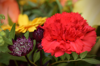Картинка цветы разные+вместе алая гвоздика макро астранция