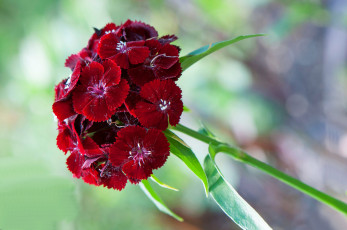 Картинка цветы гвоздики лепестки макро соцветие китайская гвоздика