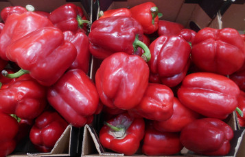 Картинка еда перец