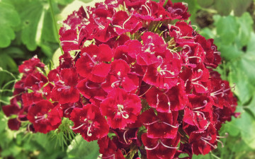 Картинка цветы гвоздики макро турецкая гвоздика