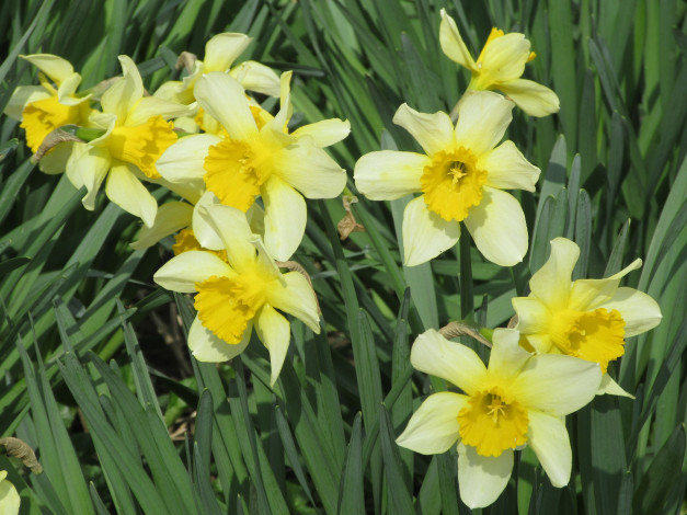 Обои картинки фото цветы, нарциссы, весна, 2018, апрель