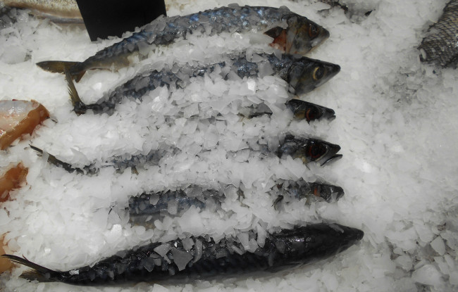 Обои картинки фото еда, рыба,  морепродукты,  суши,  роллы