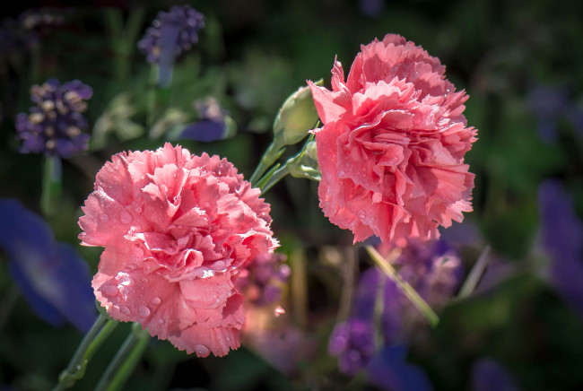 Обои картинки фото цветы, гвоздики, вода, природа, макро, бутон, капли, роса, гвоздика, лепестки