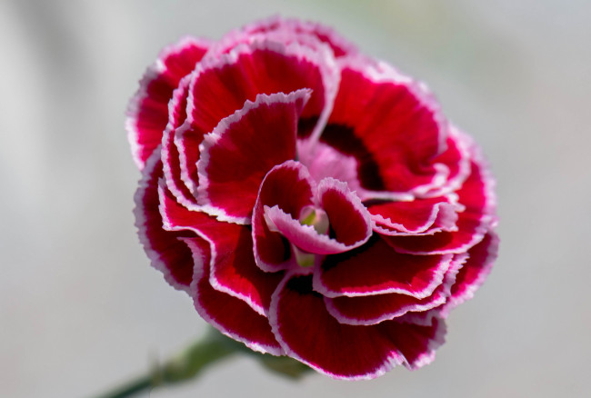 Обои картинки фото цветы, гвоздики, лепестки, гвоздика, цветок