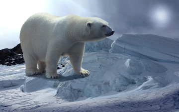 Картинка животные медведи медведь