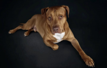 Картинка животные собаки собака взгляд