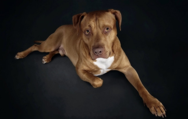 Обои картинки фото животные, собаки, собака, взгляд