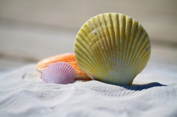 Картинка разное ракушки +кораллы +декоративные+и+spa-камни