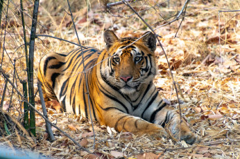 обоя тигр, животные, тигры, хищник, кошка