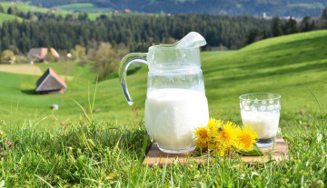 обоя еда, масло,  молочные продукты, кувшин, молоко, одуванчики