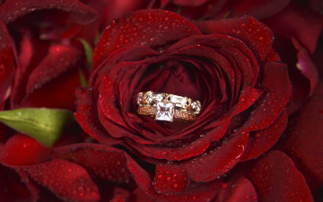 Картинка разное украшения +аксессуары +веера цветок роза кольцо