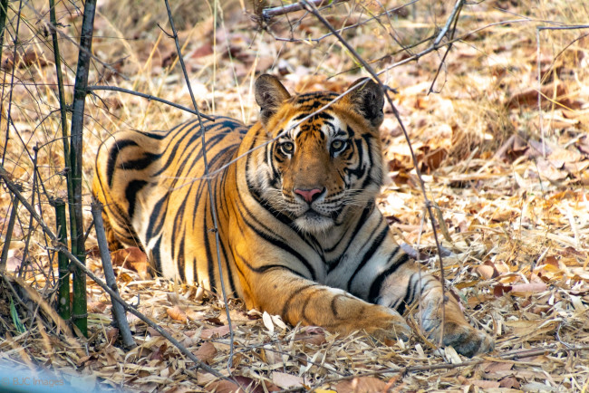 Обои картинки фото тигр, животные, тигры, хищник, кошка