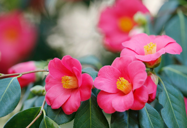 Обои картинки фото цветы, камелии, розовый