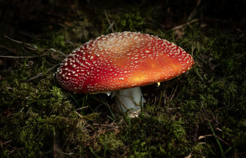 Картинка природа грибы +мухомор мухомор