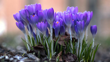 Картинка цветы крокусы первоцветы весна лиловые
