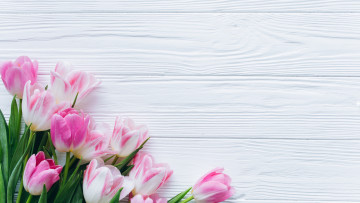 Картинка цветы тюльпаны разноцветные бутоны