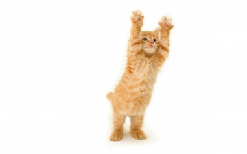 Картинка животные коты котенок рыжий