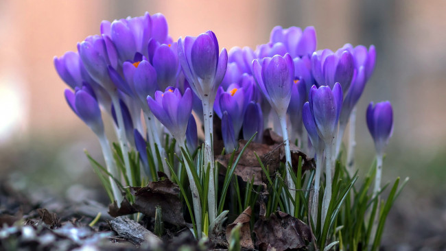 Обои картинки фото цветы, крокусы, первоцветы, весна, лиловые