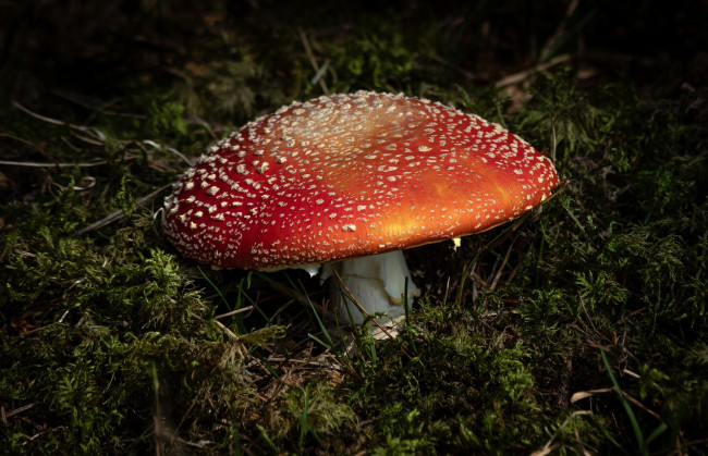 Обои картинки фото природа, грибы,  мухомор, мухомор