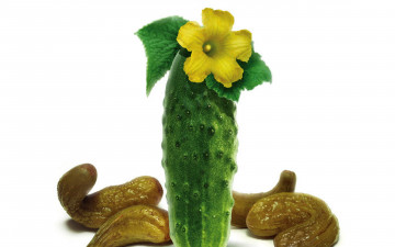 Картинка еда огурцы огуречный цветок огурец свежий соленый