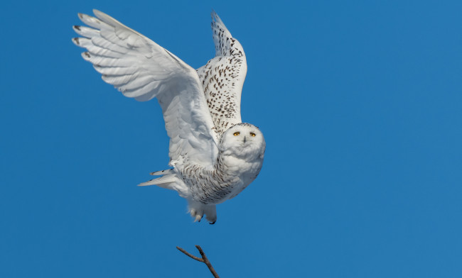 Обои картинки фото животные, совы, небо, полет, синева, сова, птица, голубой, фон, полярная, размах, крыльев