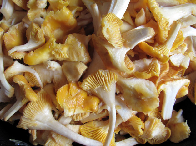 Обои картинки фото еда, грибы,  грибные блюда, свежие, лесные, лисички