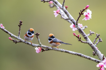 Картинка животные птицы