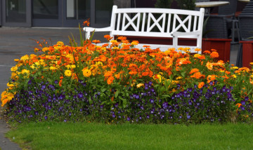 Картинка цветы разные+вместе календула фиалки