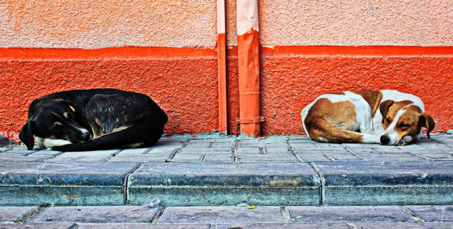 Обои картинки фото животные, собаки, тротуар