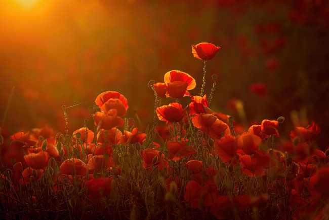 Обои картинки фото цветы, маки