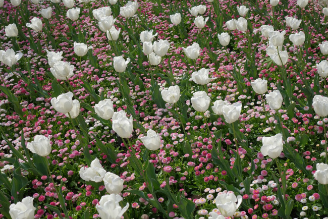 Обои картинки фото цветы, разные вместе, тюльпаны, маргаритки