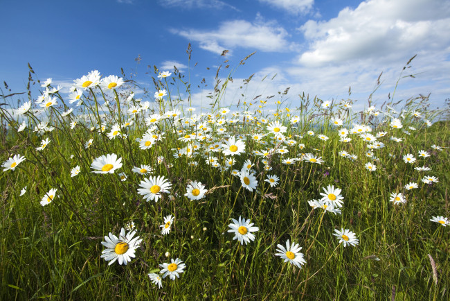Обои картинки фото цветы, ромашки, луг