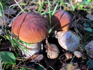 Картинка природа грибы боровики