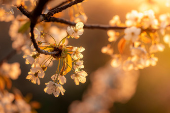 обоя цветы, сакура,  вишня, весна