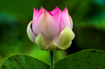 обоя цветы, лотосы, лотос, розовый, листья