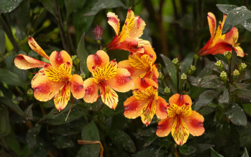 обоя цветы, альстромерия, пестрая, капли